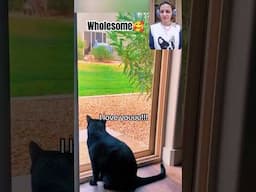 Cute And Funny Cats video❤😻😺 #catshorts #catvideos #catsshortvideo #funnycatvideos #shorts #catmemes