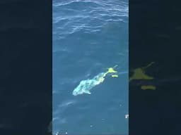 Fishing off Noosa is non-stop!