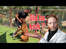 Kicking a Muzzled Dog? Veterinary Psychiatrist Analyzes Beckman's Training Methods