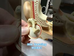 How Hearing Works (3D Anatomical Model)