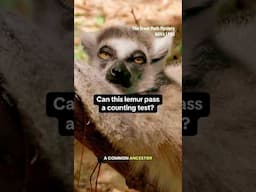 Can lemurs count? #shorts #lemur #math