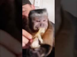 Little MonkeyHappy loves his chicken #shorts #monkeys #snacks