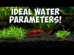 Red Cherry Shrimp Ideal Water Parameters! 🦐