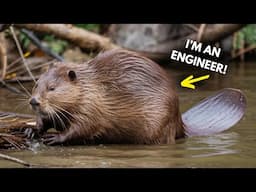 15 Fascinating Beaver Facts (That'll Make You Love Them!)
