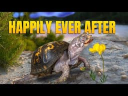 Kitchen Floor Turtle’s 50 Year Journey of Neglect Meets Epic Conclusion: Rockalina’s Happy Ending