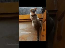 ஆண்டவனின் சோதனை #shorts #viralshorts #trendingshorts #shamiandsangichannel #cat
