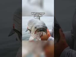 HUGE Fish Release | BIG Block Island Striped Bass #stripedbass #shorts