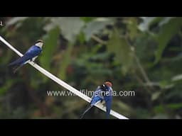 Wire-tailed Swallows preen and shoot the breeze, after dipping into a New Delhi swimming pool