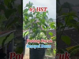 Tanam Cabe tanpa Semai di Polybag / how to plant chilies #caberawit #rawitkaliber #cabepolybag