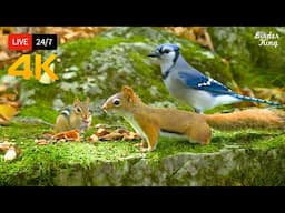 🔴 24/7 LIVE: Cat TV for Cats to Watch 😺 Birds, Chipmunks, Squirrels in the Forest 4K Cat Games