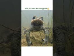 This is HIS pond #toad #wildlife