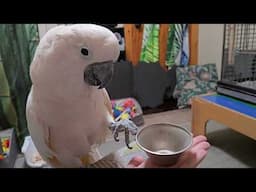 Toe Tapping,  Book Reading Cockatoo 📖