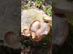 Dryads Saddle aka Pheasant Back: Easy to ID!
