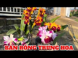 #lancattleya Lan Cattleya nhiều mặt hoa đẹp-0834608769-LAN RỪNG LÂM ĐỒNG@lanrunglamdong