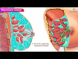 Mammary Gland Anatomy Animation
