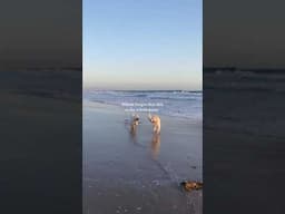 Almost forgot that this is the whole point 😌 #corgi #whiteswissshepherd #travelwithdogs