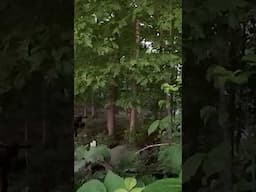 FASTEST Hunt Ever!  #hunting#turkeyhunting #wildlife