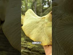 Trainwrecker / Sawgill Mushrooms (Neolentinus lepideus) growing on pine in Massachusetts