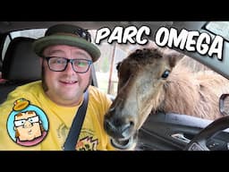 Parliament Hill - Ottawa, ON - Canadian War Museum - Swarmed By Elk at Omega Parc