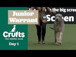 Junior Warrant Competition Final | ​Crufts 2025