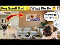 Dog Smell Bad 😞 || डॉग की Body से गंध 😮‍💨 || Solution 🚨 जाने क्या करे 🤔 ?