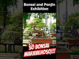 Exposição de Bonsai no Vietnam (Bonsais Grandes) #shorts