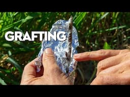 Step 4: Grafting (Whip And Tongue)