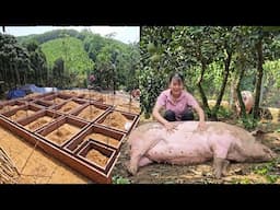 Take care of pigs and chickens. See how Vietnamese people build houses. ( Ep 355 )