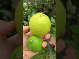 Huge Benefits Growing Limes & Lemons at Home #citrus #fruittrees #lemon #lime