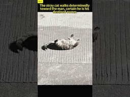 The stray cat walks to the man who fed him, believing he's the destined owner for life.