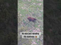 He was just minding his business #bearhunting #springbear #hunting