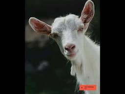 No goats were harmed in the making of this beat. But they did drop in with a bleat.