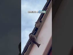 New neighbours?! #birds #nest #wildlife #sparrow #nature