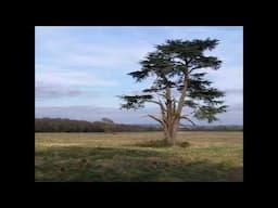 Individual and the Community: Transvaluation II (improved audio)