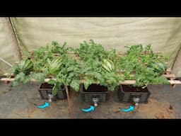 Unbelievable! Watermelons Grow Fast - Big Fruits Thanks to This System!