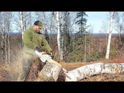 Alaska Liquid Gold from Birch & Our 160 acre Land Requirements