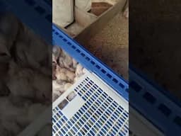 transferring the chicks out from the brooder