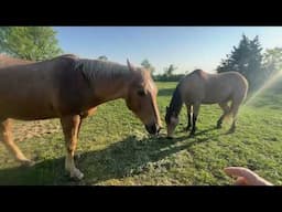 Removing Winter Fur From Horses - Grooming To Help Shedding