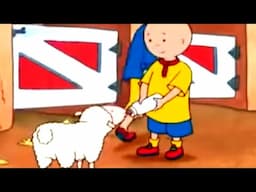 Caillou Had a Little Lamb | Caillou Cartoon | Learning For Kids