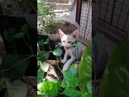 Cat meowing to attract kittens#shorts #cat #cats #catshorts #vetsdiary