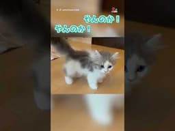 生後2ヶ月半のやんのかステップ
