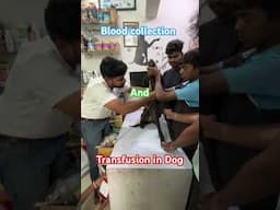 Blood collection and transfusion in Dog | Blood transfusion in dog | Anemia in dog #youtubeshorts