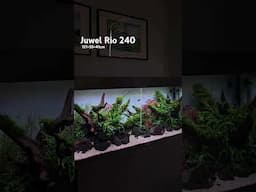 EPIC FISH TANK #aquarium #aquascape #plantedtank #fishtank #pets #tropicalfish #juwelaquarium