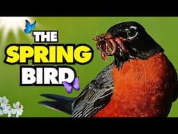 Why are American Robins So Deeply Connected to Spring?