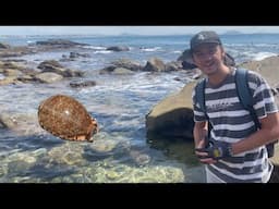 Seashell hunting with Shellcade! Beach combing Australia's rock pools for jackpot seashells!