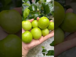 Panen #garden #fruit