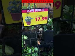 Would You Pay THIS MUCH for 1 Tomato Plant?!