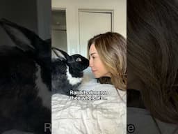 Don’t get a rabbit if you can’t do THIS