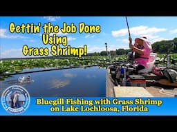 Bluegill Fishing with Grass Shrimp on Lake Lochloosa, Florida