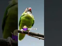 What are the best breeding diet plan for lovebirds, budgies and cockatiel
